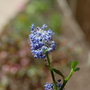 A garden flower photo