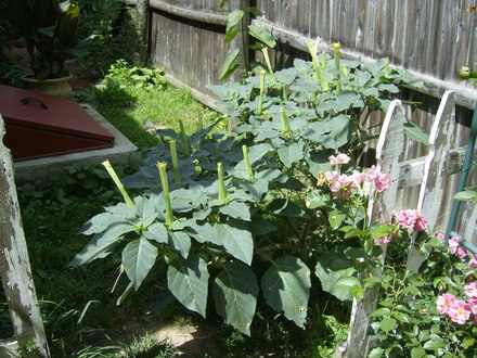 Angel Trumpet