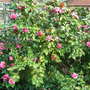 Camellia unknown variety now in full flower (Camellia)