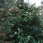 Camellia japonica 'Marguerite Guillon' (Camellia japonica 'Marguerite Guillon')