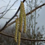 Corylus_avellana__aurea_