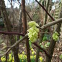 Corylopsis_veitchiana