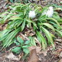 Ypsilandra_thibetica_1.jpg (Ypsilandra thibetica)