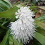 Ypsilandra_thibetica_2.jpg (Ypsilandra thibetica)