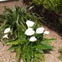 My beautiful arum lily