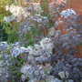 Frost on Cotinus coggygria