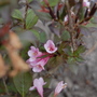 Past its best? (Weigela florida)