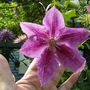 Clematis - Dr Ruppel