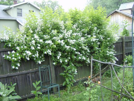 Wild Rosebush
