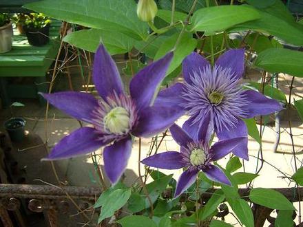 Clematis - Multi Blue