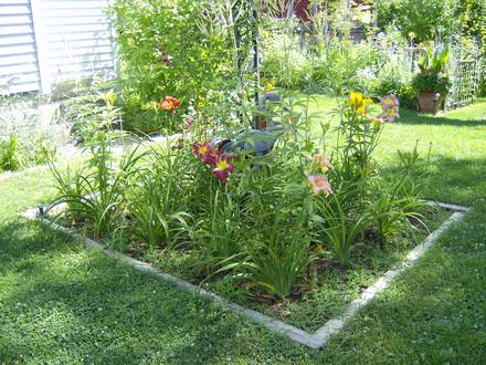 Daylily Patch