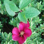 Clematis growing over hebe