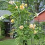 Autum Sunset Rose