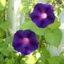 Morning Glory - Grampa Ott