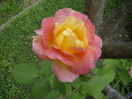 Rose - Joseph's Coat