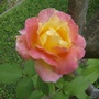 Rose - Joseph's Coat