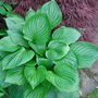 Green leaf hosta with acer behind.