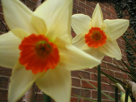 daffs (Narcissus)