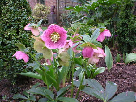helleborous (Helleborus)