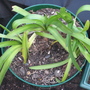 Agapanthus (white)