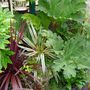 Gunnera growing in a large container (Gunnera manicata (Gunnera))