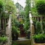 Clipped standard Cedars. (Thuja occidentalis  'Smaragd' Standard (White cedar))