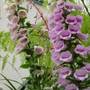 Digitalis purpurea (Common foxglove)