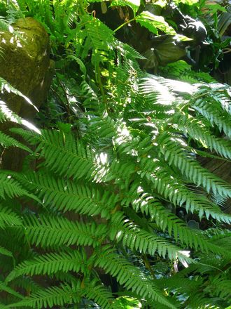 A garden flower photo (Dicksonia antarctica (Soft tree fern))