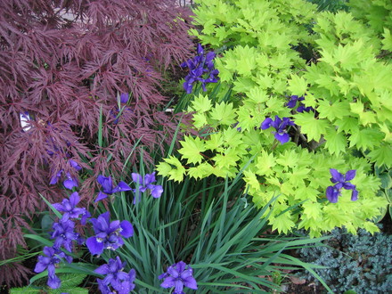 Acer combo