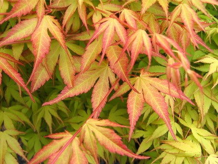 Acer palmatum 'Katsura'