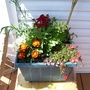 A garden flower photo