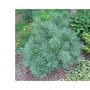 Pinus wallichianna 'Nana'
