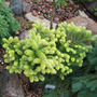 Abies koreana 'Goldener Traum'