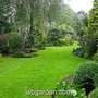 Dwarf_conifers_1