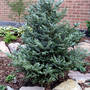 Abies koreana 'Silberlocke'