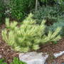 Pinus densiflora 'Burke's Red Variegated'