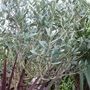 Garden_close-ups_005