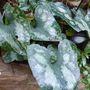 Garden_close-ups_023