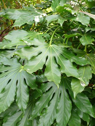 Fatsia japonica (Fatsia japonica (Japanese aralia))