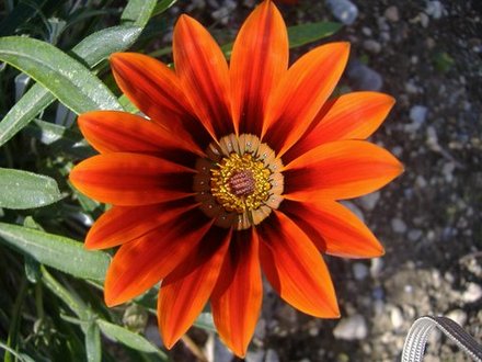 Gazania (I think - help!!!)