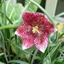 Garden_close-ups_009