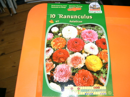 Ranunculus asiaticus (Ranunculus asiaticus)