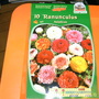 Ranunculus asiaticus (Ranunculus asiaticus)