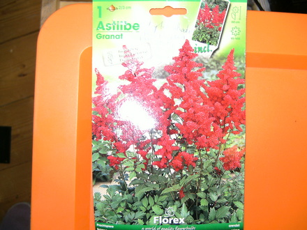 Astilbe granat (Astilbe granat)