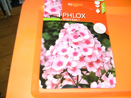 Phlox paniculata (Phlox paniculata (Perennial phlox))