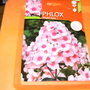 Phlox paniculata (Perennial phlox)
