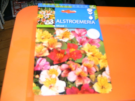 Alstromeria ligtu (Peruvian lily) (Alstroemeria ligtu (Peruvian lily))