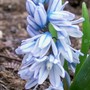Puschkinia (Puschkinia scilloides)