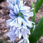 Striped Squill (Puschkinia scilloides)