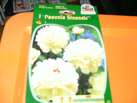 White peony (Paeonia sinensis)